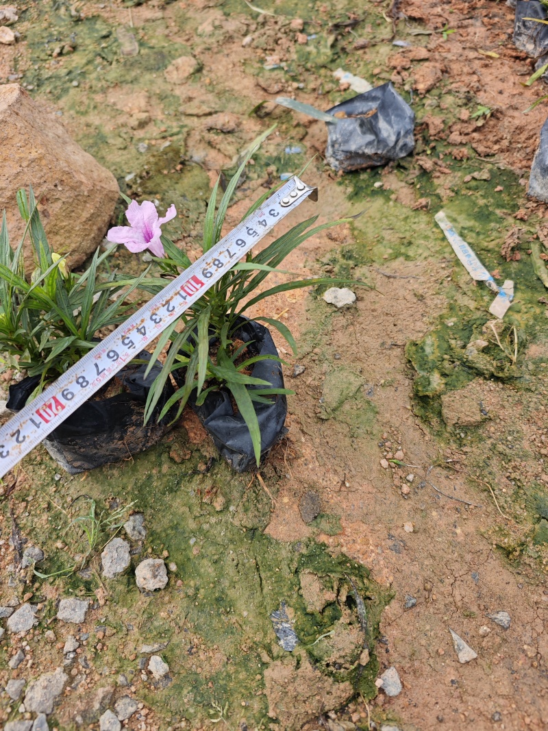蓝花莉矮生翠芦莉福建苗木袋苗杯苗批发