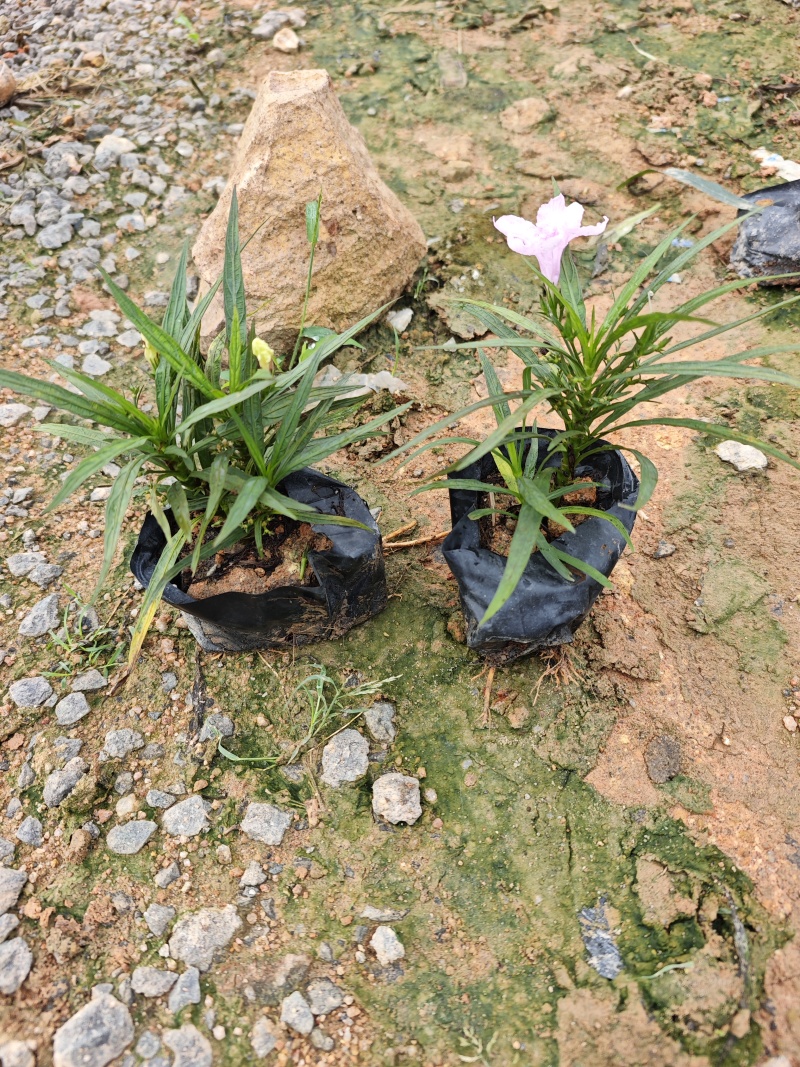 蓝花莉矮生翠芦莉福建苗木袋苗杯苗批发
