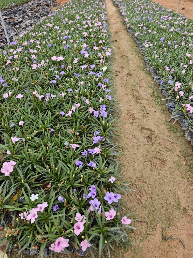 蓝花莉矮生翠芦莉福建苗木袋苗杯苗批发