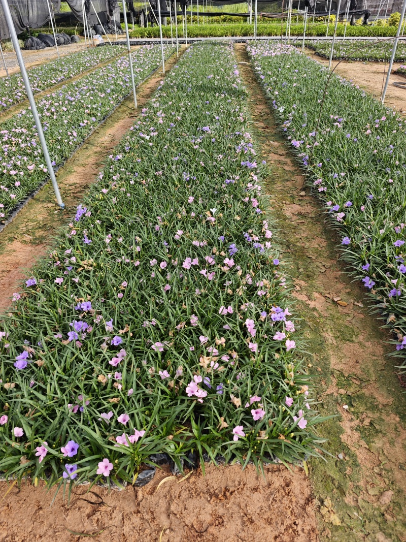 蓝花莉矮生翠芦莉福建苗木袋苗杯苗批发