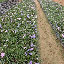 蓝花莉矮生翠芦莉福建苗木袋苗杯苗批发