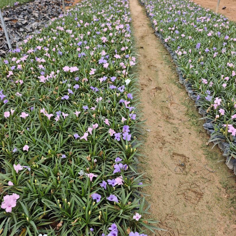 蓝花莉矮生翠芦莉福建苗木袋苗杯苗批发