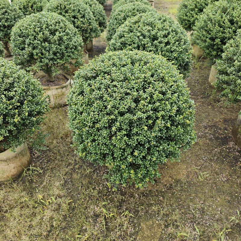 龟甲冬青移植苗福建袋苗杯苗基地批发