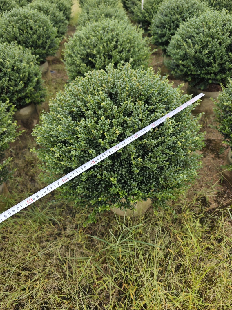 龟甲冬青移植苗福建袋苗杯苗基地批发