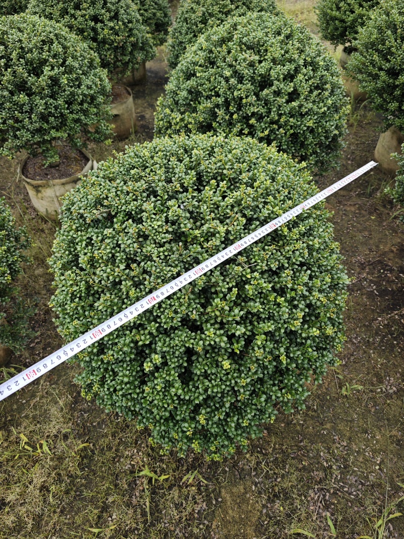 龟甲冬青移植苗福建袋苗杯苗基地批发