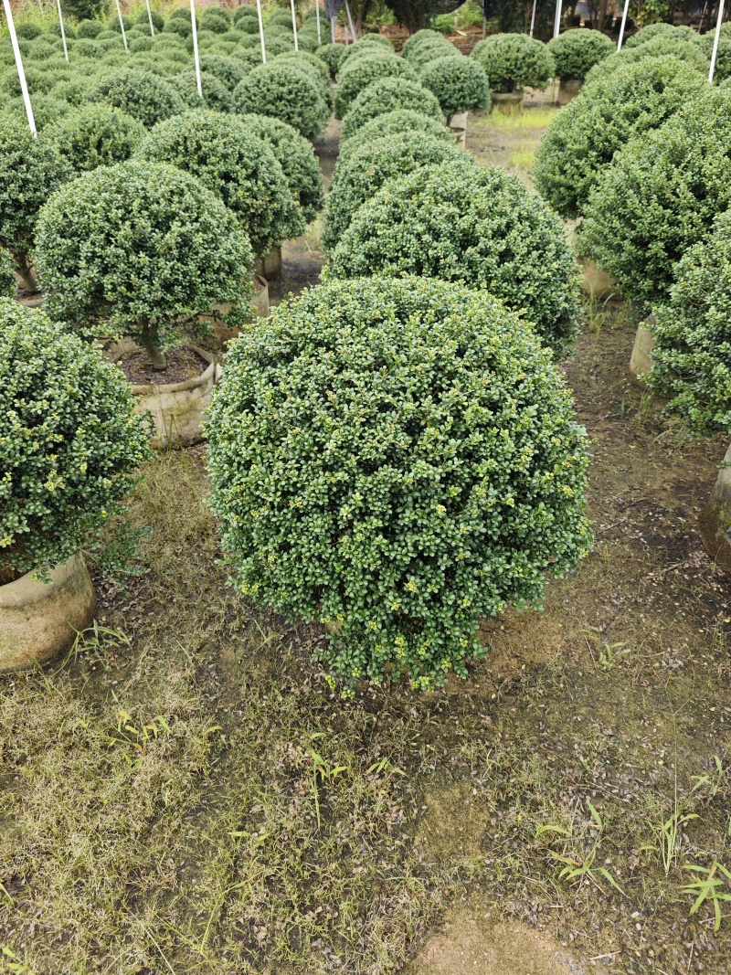 龟甲冬青移植苗福建袋苗杯苗基地批发