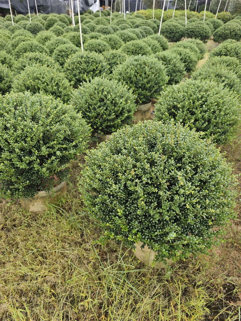 龟甲冬青移植苗福建袋苗杯苗基地批发