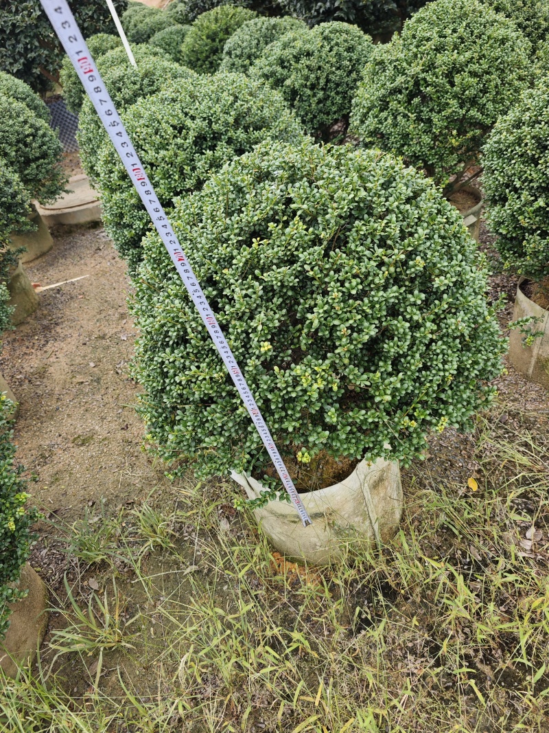 龟甲冬青移植苗福建袋苗杯苗基地批发