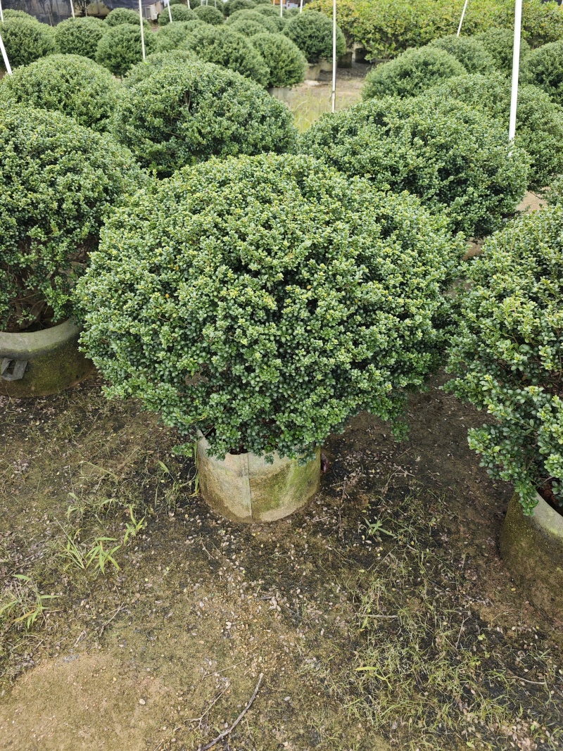 龟甲冬青移植苗福建袋苗杯苗基地批发