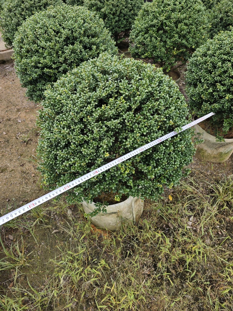 龟甲冬青移植苗福建袋苗杯苗基地批发