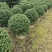 龟甲冬青移植苗福建袋苗杯苗基地批发