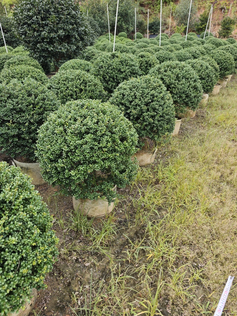 龟甲冬青移植苗福建袋苗杯苗基地批发