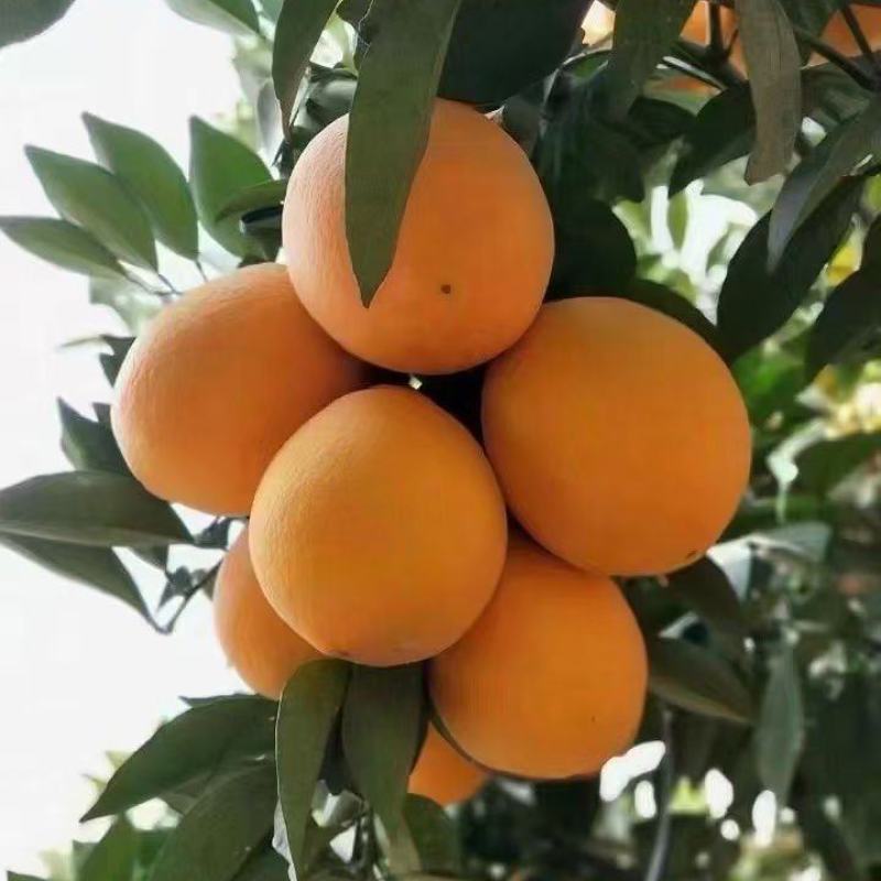 赣南脐橙