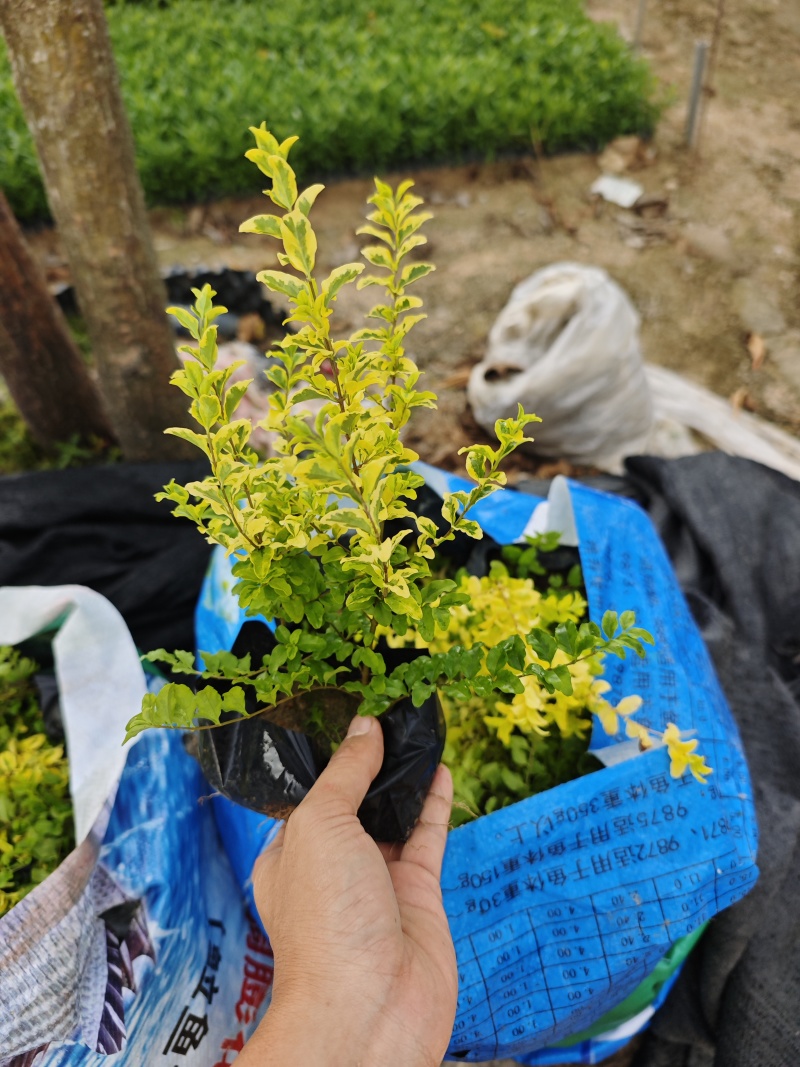 亮晶女贞福建苗木袋苗基地批发现货