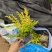 亮晶女贞福建苗木袋苗基地批发现货