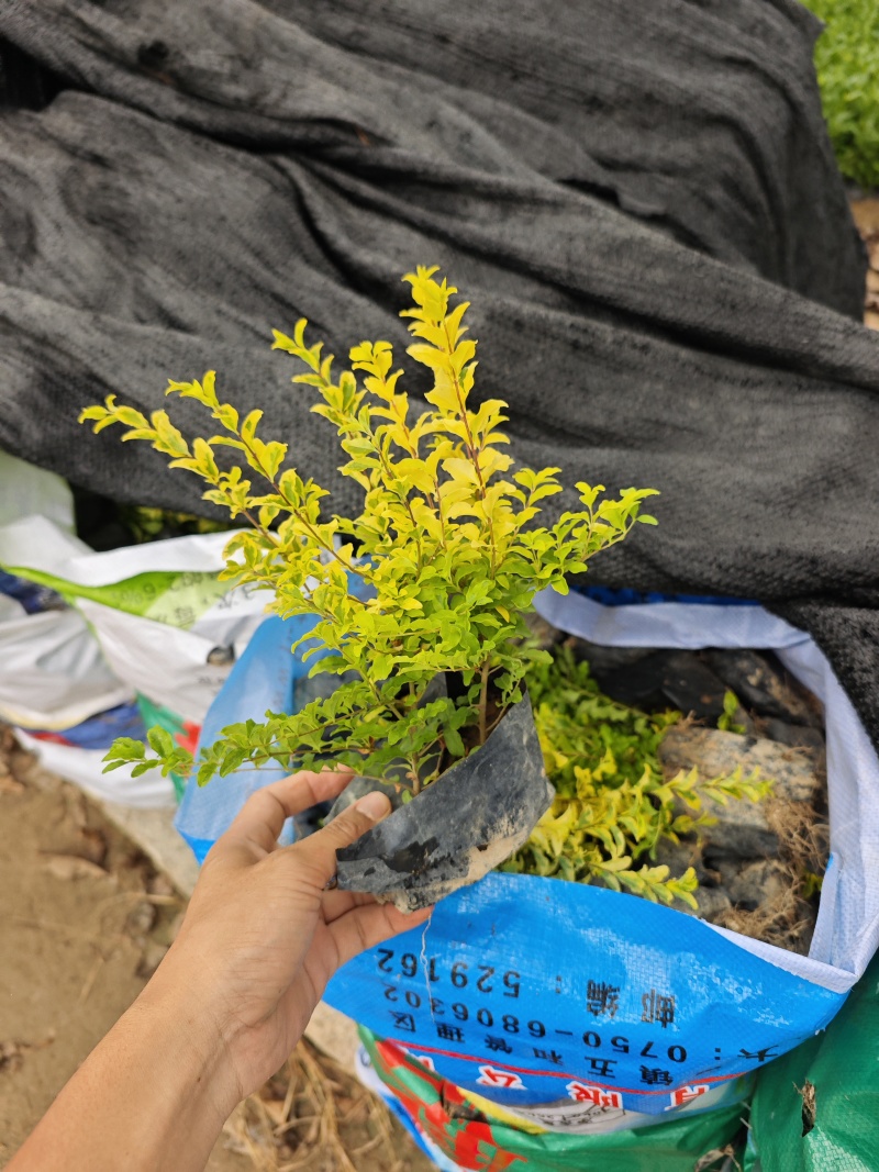 亮晶女贞福建苗木袋苗基地批发现货