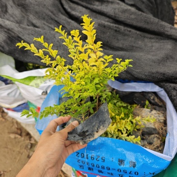 亮晶女贞福建苗木袋苗基地批发现货
