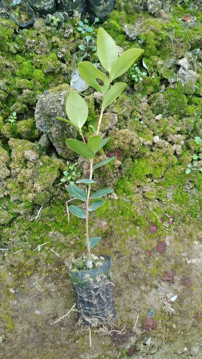一年轻基质苗
