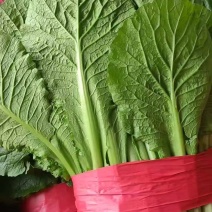 精品小白菜，价格和质量保障