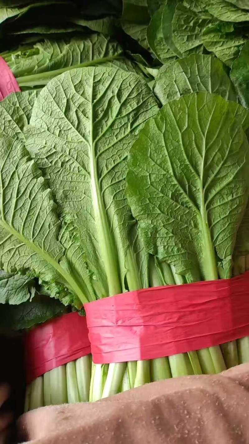 精品小白菜，价格和质量保障