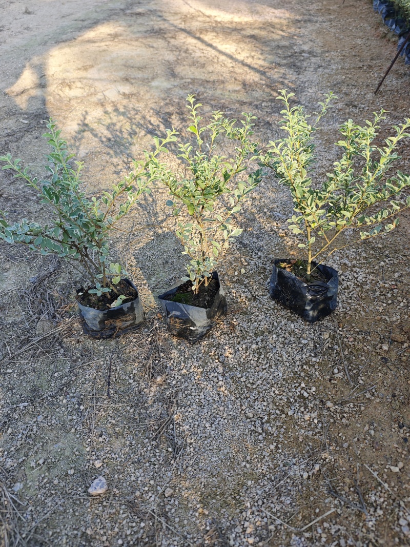 花叶女贞场地直销庭院景观园林绿化地被苗木批发