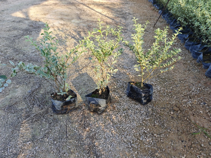 花叶女贞场地直销庭院景观园林绿化地被苗木批发