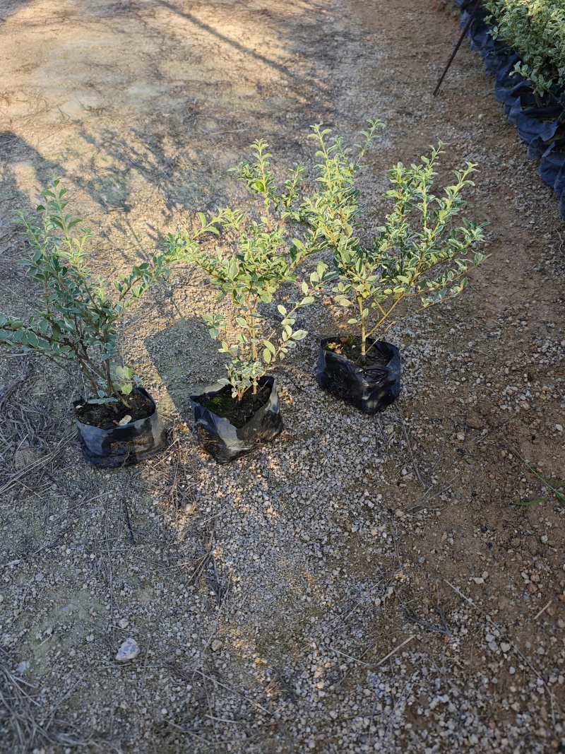 花叶女贞场地直销庭院景观园林绿化地被苗木批发