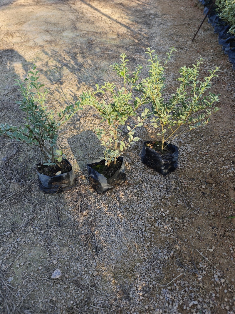 花叶女贞场地直销庭院景观园林绿化地被苗木批发