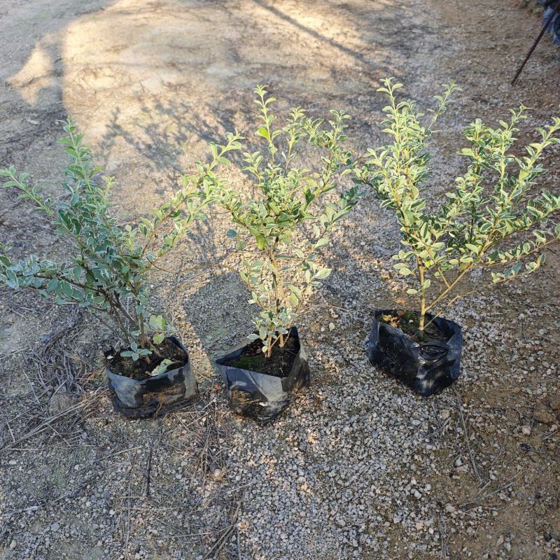 花叶女贞场地直销庭院景观园林绿化地被苗木批发