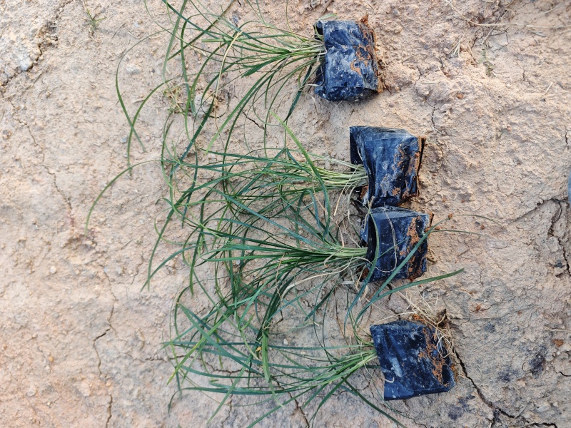麦冬草庭院景观园林植物绿化地被苗场地直销