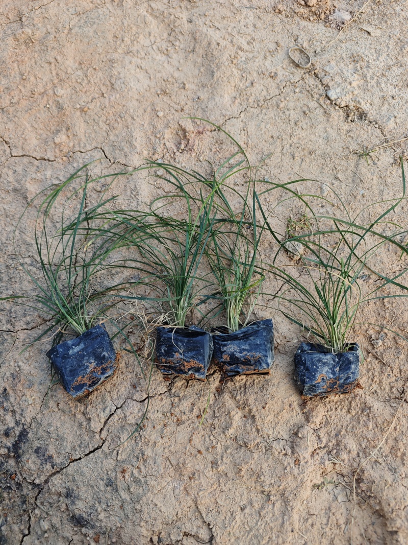 麦冬草庭院景观园林植物绿化地被苗场地直销