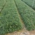 麦冬草庭院景观园林植物绿化地被苗场地直销