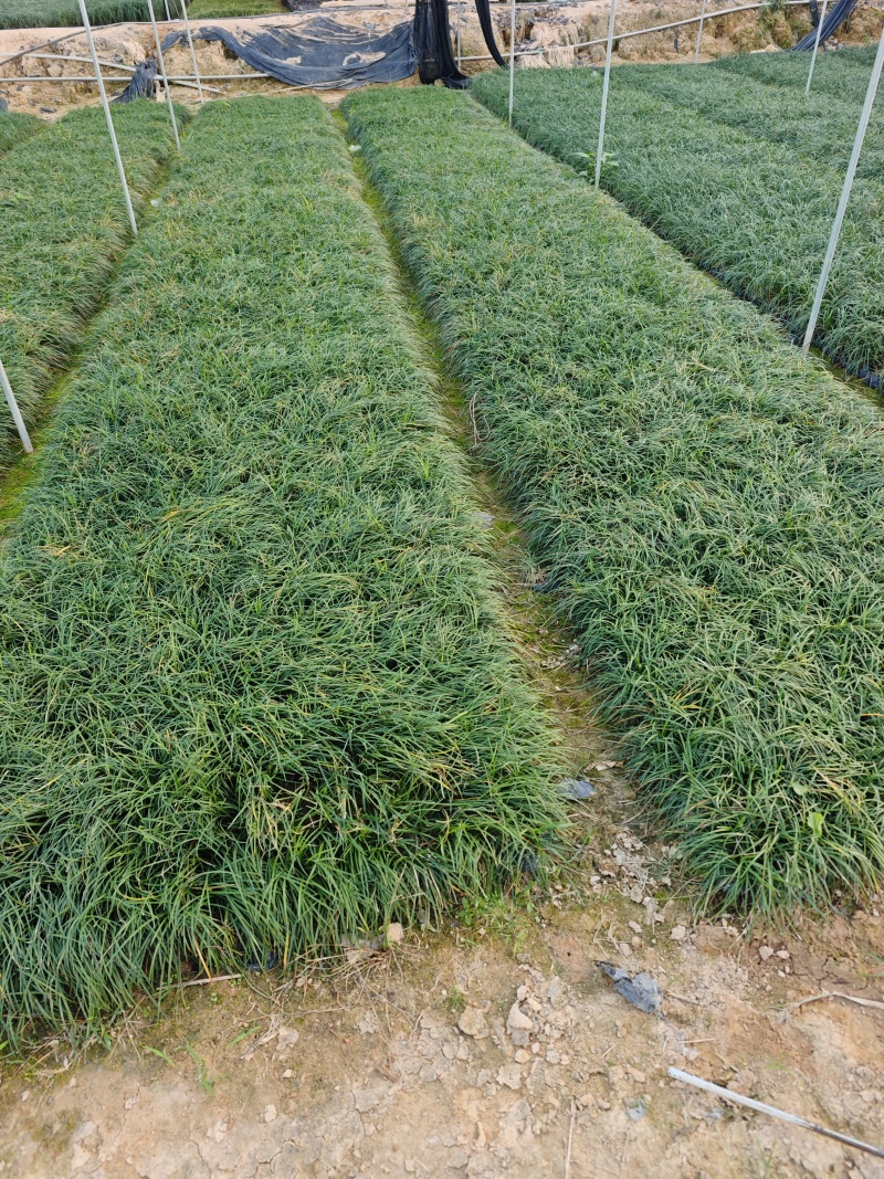 麦冬草庭院景观园林植物绿化地被苗场地直销