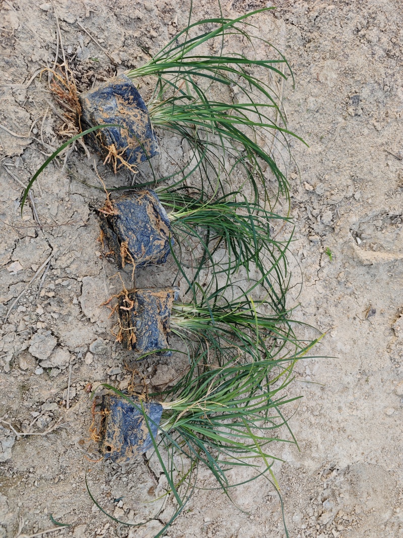 麦冬草庭院景观园林植物绿化地被苗场地直销