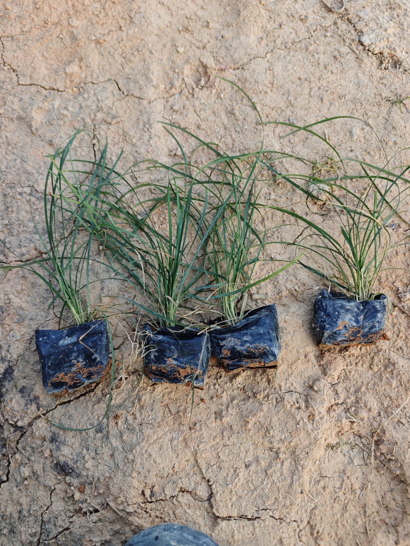 麦冬草庭院景观园林植物绿化地被苗场地直销
