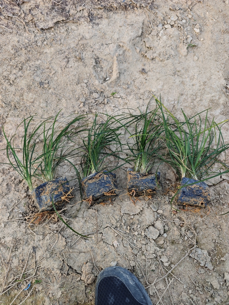 麦冬草庭院景观园林植物绿化地被苗场地直销