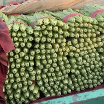 精品油麦菜可对接各种规格包装，（泡沫箱，打捆，塑料框）