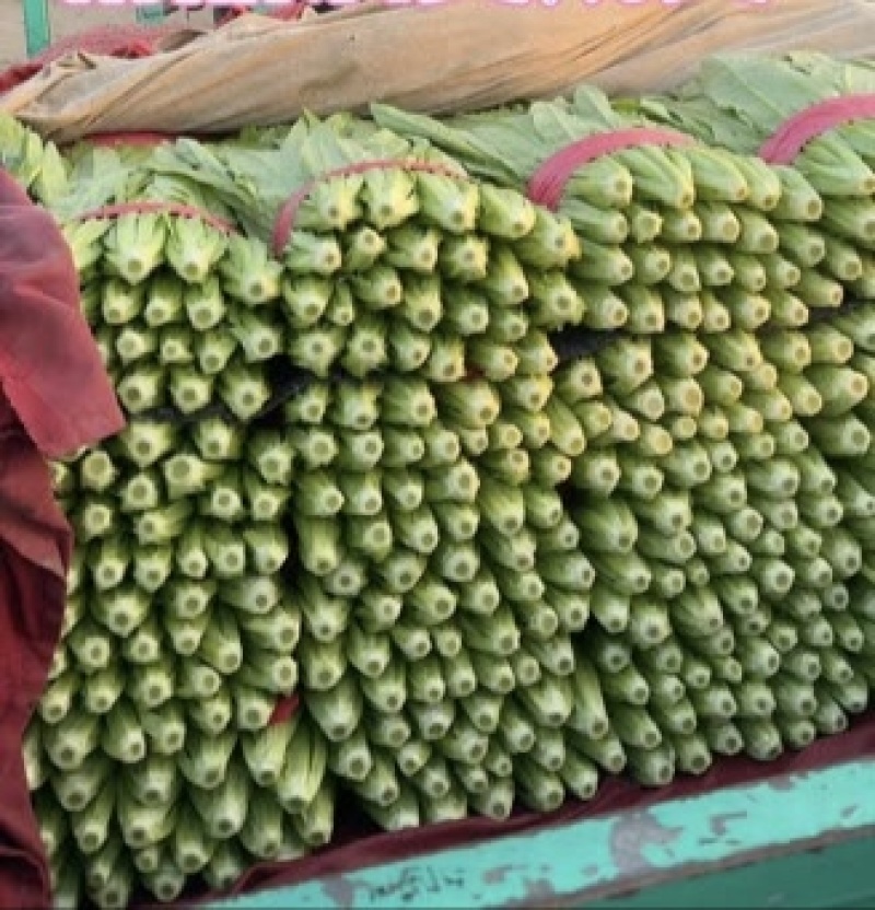 精品油麦菜可对接各种规格包装，（泡沫箱，打捆，塑料框）