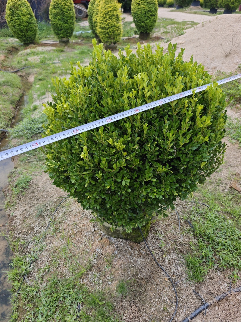 瓜子黄杨球福建苗木基地庭院景观绿化苗木