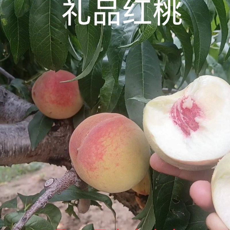 离核早熟山东地区7月上旬成熟，大果离核红