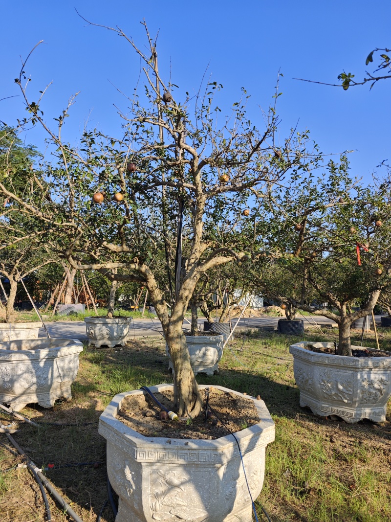 造型石榴树庭院景观园林绿化场地批发