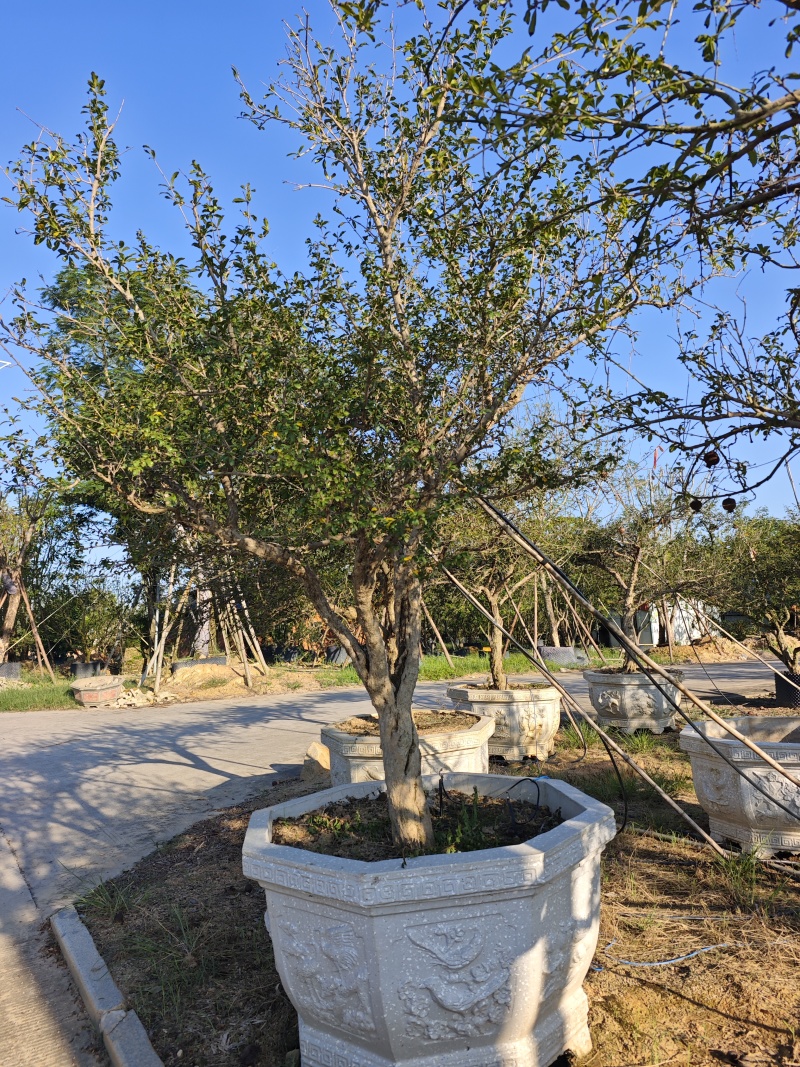 造型石榴树庭院景观园林绿化场地批发