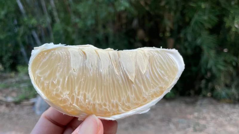广西正宗沙田柚，想要的老板可以打***********