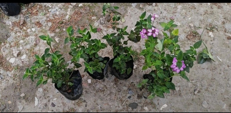 马缨丹杯苗，高度20-30厘米，基地常年直销，各种规格