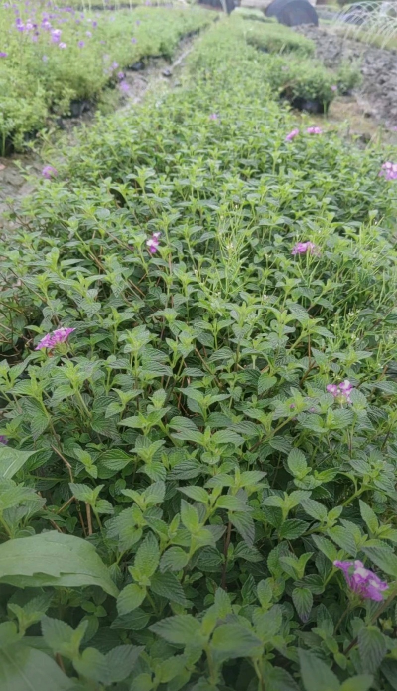马缨丹杯苗，高度20-30厘米，基地常年直销，各种规格