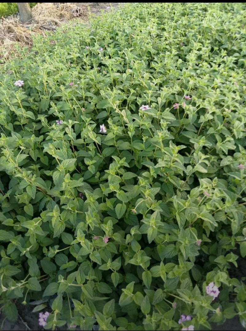 马缨丹杯苗，高度20-30厘米，基地常年直销，各种规格