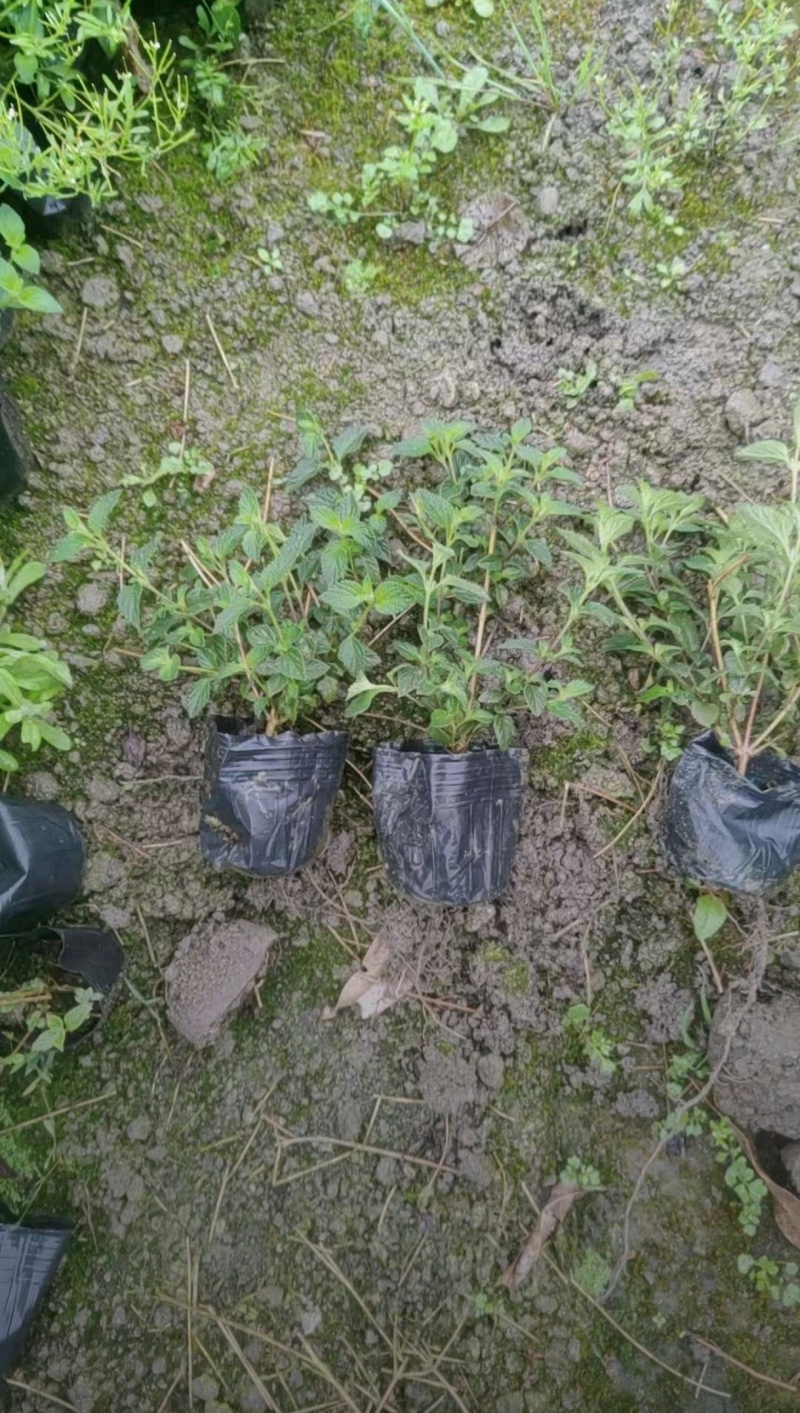 马缨丹杯苗，高度20-30厘米，基地常年直销，各种规格