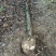 裸根桂花树8-10-12-15公分粗占地桂花