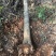 裸根桂花树8-10-12-15公分粗占地桂花