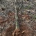 裸根桂花树8-10-12-15公分粗占地桂花